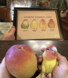 a person holding an apple and two small birds in front of it with the words lovebird repress chart above them