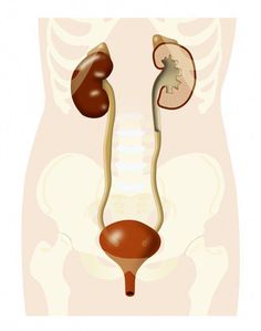 Bladder cancer has several forms, but affects your organ that stores urine. Reviewed by a board-certified oncologist. Learn To Live, Pelvic Pain, Hormone Health, Abdominal Pain, The Human Body, Birth Control