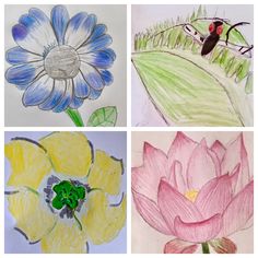 four different colored drawings of flowers and insects