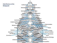 HD Gate Names on Bodygraph (1) Human Design Gates, Psychology Studies, Life Force Energy, Spiritual Healing, Design Model