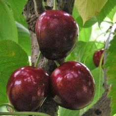 three red apples hanging from a tree branch