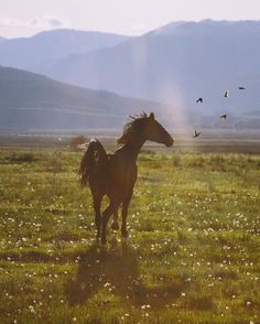 a horse standing in the middle of a field with birds flying around it and mountains in the background