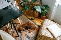 a brown dog laying on top of a rug next to a chair and potted plant