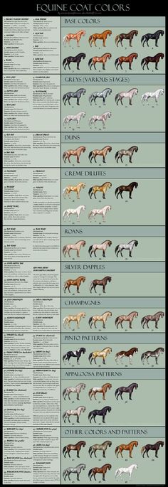 the horse breeds and their colors are shown in this chart, which shows how they look like