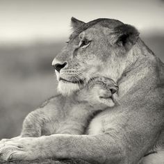 a mother lion and her baby are sitting together in the grass, black and white photograph