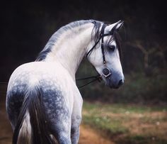 a white and black horse standing on top of a dirt road