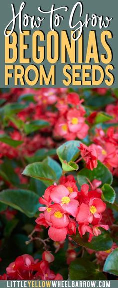 red flowers with the title how to grow begonas from seeds in front of them