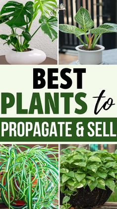 Best Plants to Propagate & Sell – GIY Plants What Indoor Plants Can Go Outside, Plants That Are Easy To Propagate, Plants That Can Be Propagated, Growing And Selling Plants, Selling Propagated Plants, Plants You Can Propagate, Make Money Selling Plants, How To Ship Plants, How To Propagate House Plants