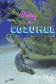 a turtle swimming in the ocean with text overlay reading diving in cozumel