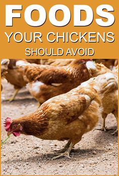 a book cover with chickens eating food on the ground and text that reads, foods your chickens should avoid