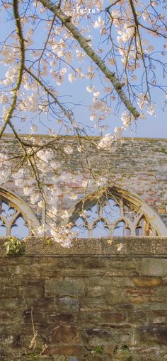 an old brick building with white flowers on the tree in front of it and a blue sky background