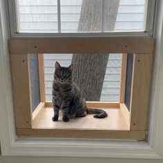 a cat sitting in a window sill looking out at the tree outside it's house