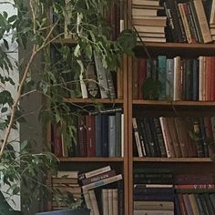 a bookshelf filled with lots of books next to a plant in a room