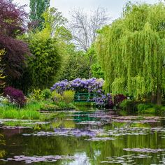 a pond filled with lots of water lilies next to a lush green park bench