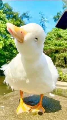 a white duck standing on top of a rock