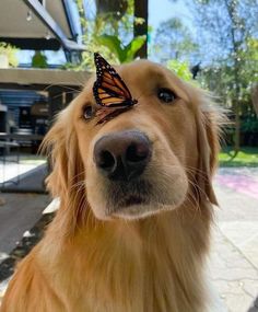 a close up of a dog with a butterfly on it's head, looking at the camera