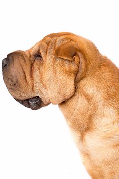 a close up of a dog with its mouth open