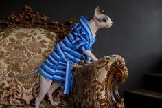 a cat wearing a blue and white striped robe sitting on a chair with its head turned to the side