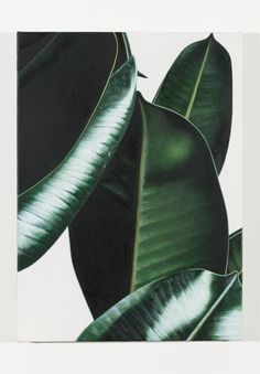 a green plant with large leaves on it's back side, against a white background