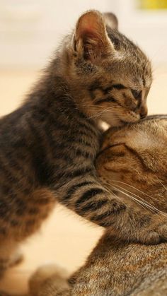 two cats are playing with each other on the floor