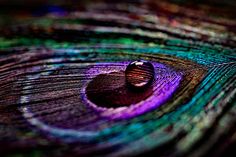 a close up photo of a peacock's feathers tail