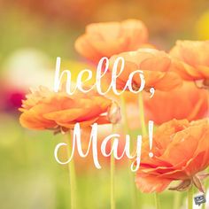 there are many orange flowers with the words hello may