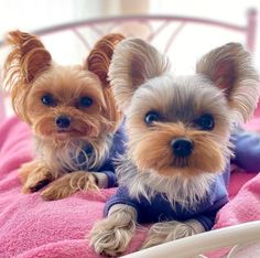 two small dogs sitting on top of a bed