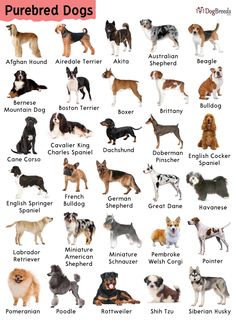 the different breeds of dogs are shown in this poster, which shows them's names