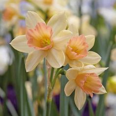 some yellow and orange flowers are in the grass