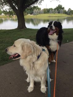 two dogs standing next to each other on a sidewalk near a tree and water with trees in the background