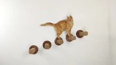 an orange cat standing on top of three wooden hats in the shape of four cats