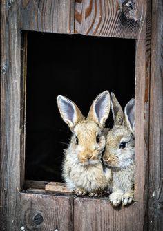 two rabbits are sitting in a wooden window sill with their heads turned to the side