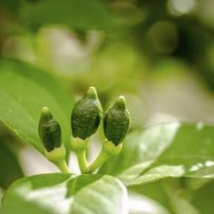 three green leaves with buds on them