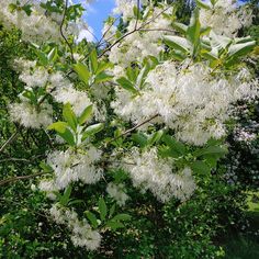 white flowers are blooming on the branches of trees