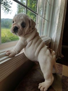 a small dog standing on its hind legs looking out the window