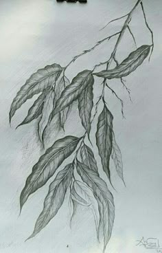 a pencil drawing of a branch with leaves