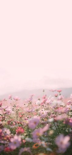 a field full of pink and white flowers