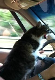 a cat sitting in the driver's seat of a car with its mouth open