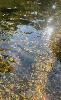 the water is crystal clear and full of small rocks, pebbles and grass in it