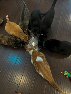 a group of cats drinking water out of a bowl on top of a wooden floor