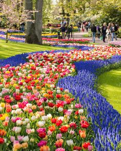 many colorful flowers are growing in the grass