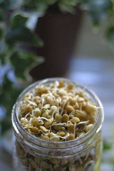 a jar filled with macaroni and cheese sitting on top of a table next to a potted plant