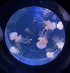 jellyfish in an aquarium tank with blue lighting