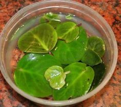 a bowl filled with green leaves on top of a counter