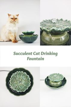 four different bowls and one cat sitting on the floor next to each other with text overlay that reads, succulent cat drinking fountain