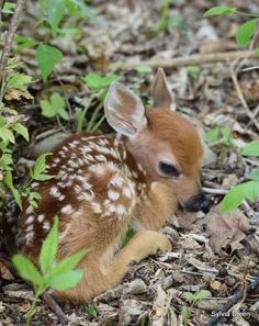 a baby deer is laying down in the woods