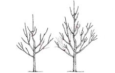 two bare trees with no leaves on them