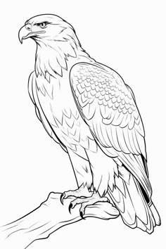 an eagle sitting on top of a tree branch with its wings spread out and it's head turned to the side