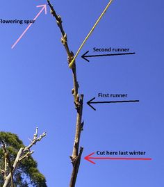 an image of a tree with arrows pointing to the different parts of its leaves and branches