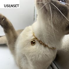 a white cat wearing a gold chain bracelet